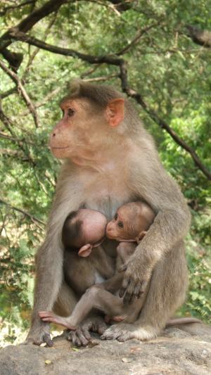 猕猴, 双胞胎, 印度