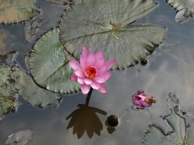 水百合, 水生植物, 开花, 绽放, 台湾萍蓬草黄, 粉红色的水百合, 湖 rosengewächs