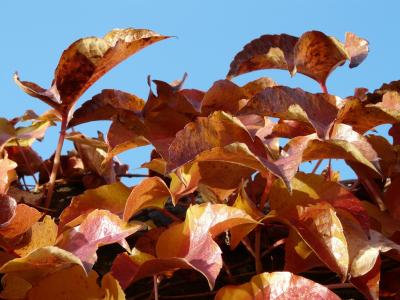 藤叶, 葡萄酒的合作伙伴, 着色, 红色, 秋天, 叶子, 秋天的落叶