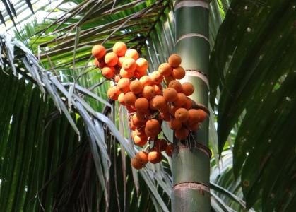 槟榔, 槟榔, 螺母, 棕榈坚果, 槟榔棕榈, 树, 成熟