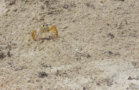 沙子, 小龙虾, 螃蟹, 自然, 野生动物, 甲壳动物, 海鲜