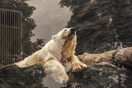 极地, 熊, 动物, 利爪, 动物, 一种动物, 在野外的动物