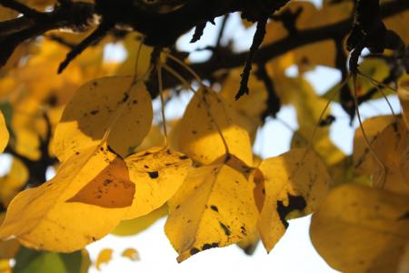 叶子, 秋天, 干枯的树叶, 自然, 金色的秋天, 叶, 黄色