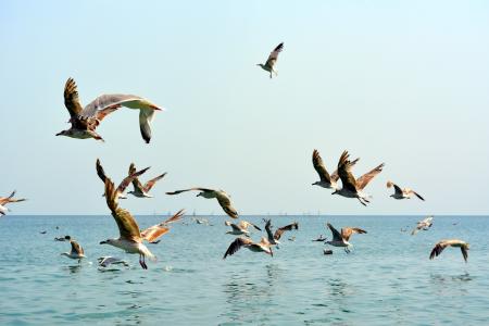 海鸥, stol, 鸟类, 飞行, 水, 大, 小船