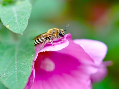 昆虫, 自然, 养蜂, 蜂蜜蜂, 蜜蜂, 花, 授粉