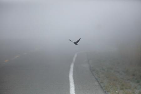 道路, 街道, 雾, 户外, 鸟, 动物, 飞行