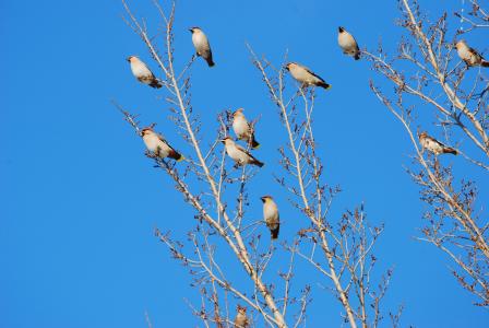 是公鸡, 群鸟, 鸣禽, 冬天, 蓝蓝的天空