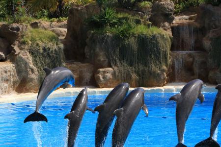 海豚, 预览, 洛罗·皮亚公园, 特内里费岛, 乐趣, 水, 蓝色