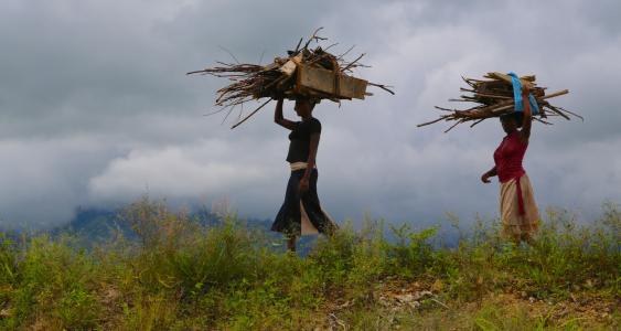妇女, 木材, 女人, 乌干达, 自然
