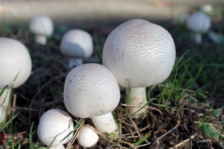 蘑菇, 蘑菇, 白色, 真菌, 真菌, 自然, 草