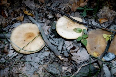 蘑菇, 森林的地面, 明尼苏达州, 森林, 自然, 秋天, 真菌