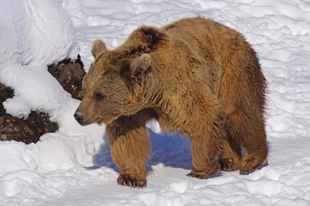自然公园, 熊外壳, 雪, 熊, 冬天, 动物, 野生动物