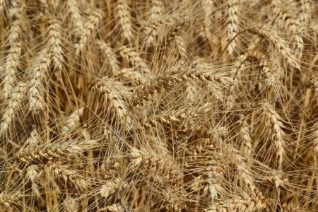 小麦, 农业, 粮食, 谷物, 麦穗, 自然, 农场