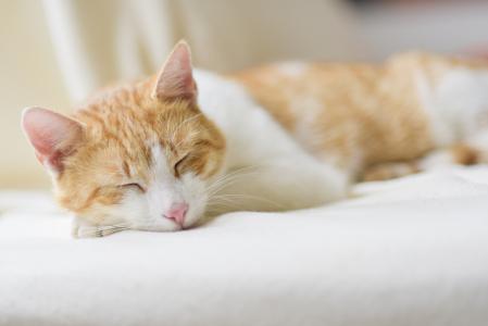 猫, 睡眠, 放松, 找到家的感觉, 家猫, 宠物, 动物