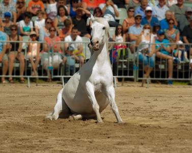 马, 马展, 盛装舞步, 骑马, 动物, 竞争, 体育竞赛