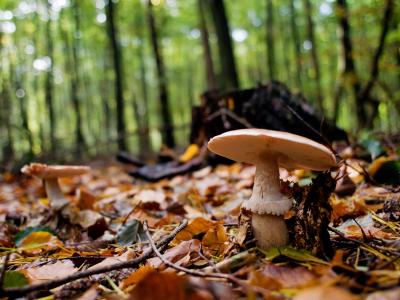 蘑菇, 森林, 日志, 秋天, 德国, 下萨克森, 自然
