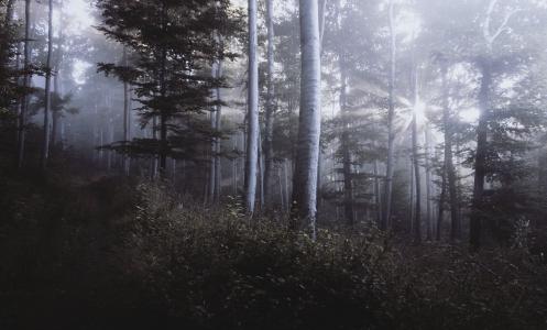 剪影, 照片, 森林, 覆盖, 雾, 树, 木材