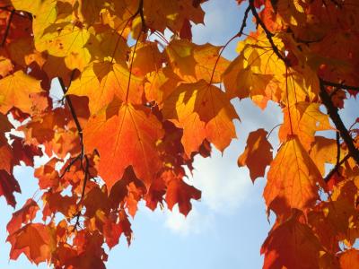 秋天, 叶子, 枫树, 橙色