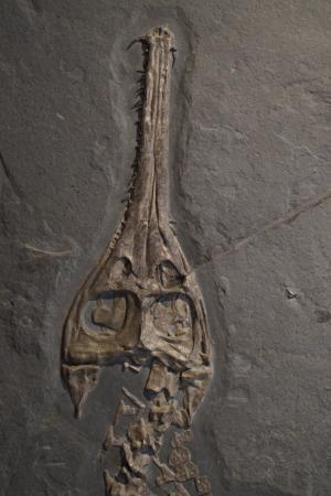 化石, 头骨, 头, 骨架, 鳄鱼, hagbard, 侏罗纪海