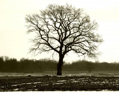 树, 单独地, 分支机构, 审美, 剪影性质, 心情, 冬天