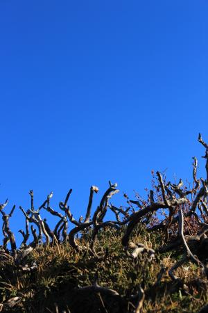 戴德伍德, 矮树, 蓝蓝的天空, 干, 绿色, 天空, 小山