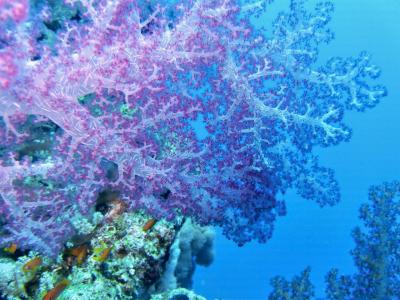 水下, 珊瑚, 红海, 颜色, 海, 深度, 礁