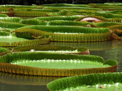 水百合, 维多利亚, 巨型睡莲, 水生植物, 自然, 绿色, 巨大的 seerosenblätter