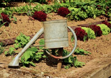 花园, 园艺, 植物, 铸造, 沙拉, 喷壶, 灌溉
