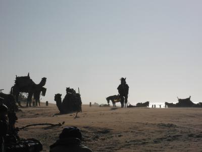 骆驼, 马, 海滩, 风, 索维拉