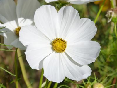 花, 白花, 白色波斯菊, 宇宙 bipinnatus, mirasol, 自然, 夏季