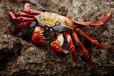 螃蟹, 加拉帕戈, 厄瓜多尔, 自然, 野生动物, 一种动物, 甲壳动物