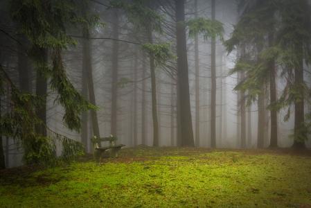 松树, 森林, 垫, 林间空地, 薄雾, 神秘, 松木