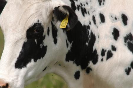 母牛, 自然, 农场生活标签
