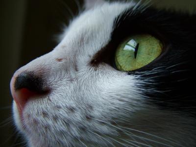 猫, 黑色和白色, 宠物, 眼睛, 对面, 动物的画像, 家猫