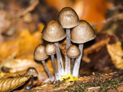蘑菇, 自然, 森林, 秋天, 真菌, 特写, 棕色