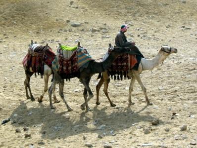 骆驼, 商队, 沙子, 沙漠, 动物, 旅程, 旅行