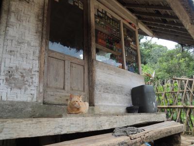 印度尼西亚, 猫, 农村, 和平, 阳台