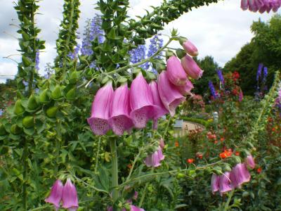 风铃草, 粉色, 绽放, 植物, 花, 紫罗兰色, 植物区系