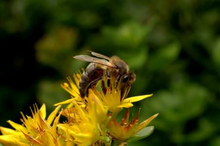 蜜蜂, 昆虫, 授粉, 花园, 工作, 自然, 花