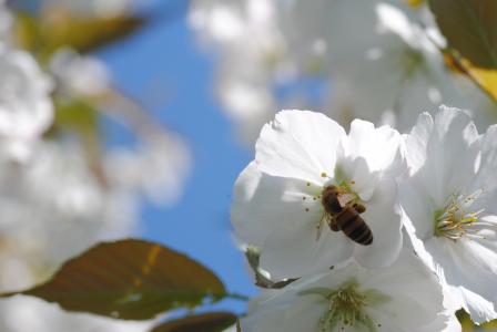 蜜蜂, 樱花, 蜂蜜蜂, 花蜜, 花, 自然, 开花