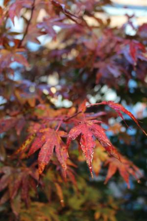 秋天, 枫树, 红色, 叶子, 出现, 秋天的颜色, 叶