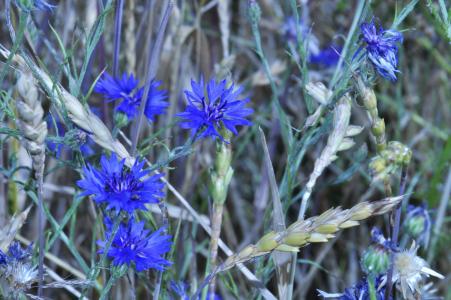 矢车菊, 蓝色的花, 夏末