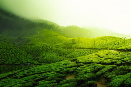 茶园, 景观, 风景名胜, 绿色植物, 农业, 印度, 作物