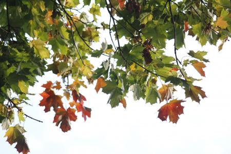 叶子, 自然, 光, 秋天, 树, 赛季, 颜色