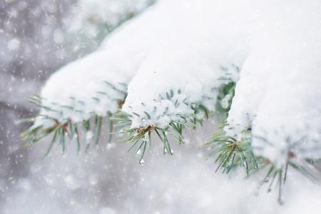 松树上的雪, 松枝, 冬天, 雪, 树, 分公司, 圣诞节