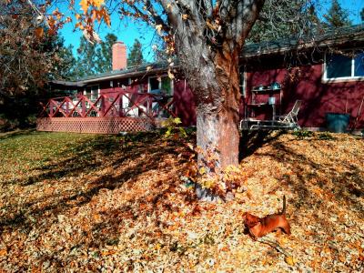 后院, 腊肠犬, 秋天, 秋天, 季节性, 户外, 红色