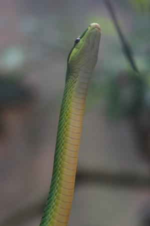 蛇, sharpnose 蛇, 无毒, 动物园