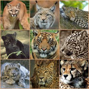 大型猫科动物, 拼贴, 食肉动物, 动物, 荒野, 自然, 野生动物