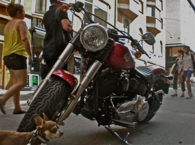 自行车, 狗, 行人交通, 城市生活, 斯德哥尔摩, södermalm
