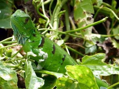 鬣蜥, 年轻, 绿色, 托土盖罗, 哥斯达黎加